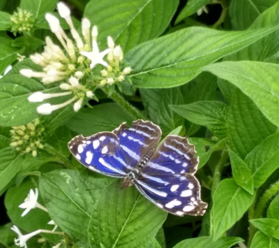 blue butterfly at Como