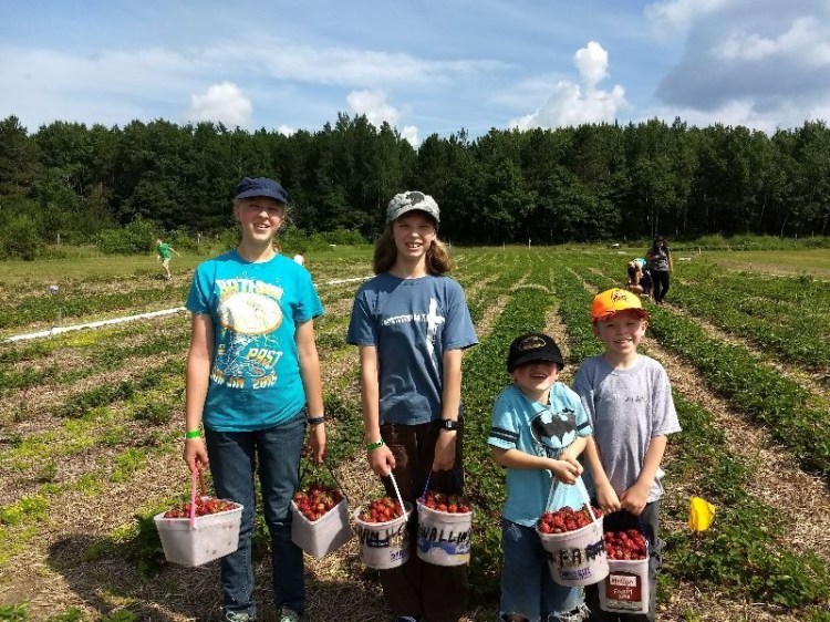 strawberry farm